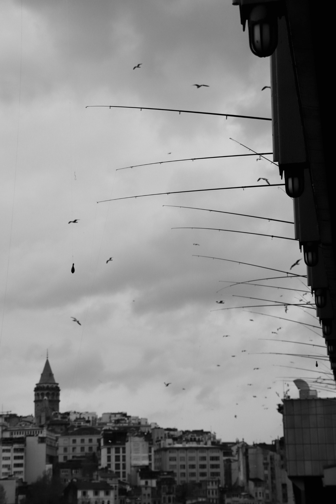 Fishing Lines