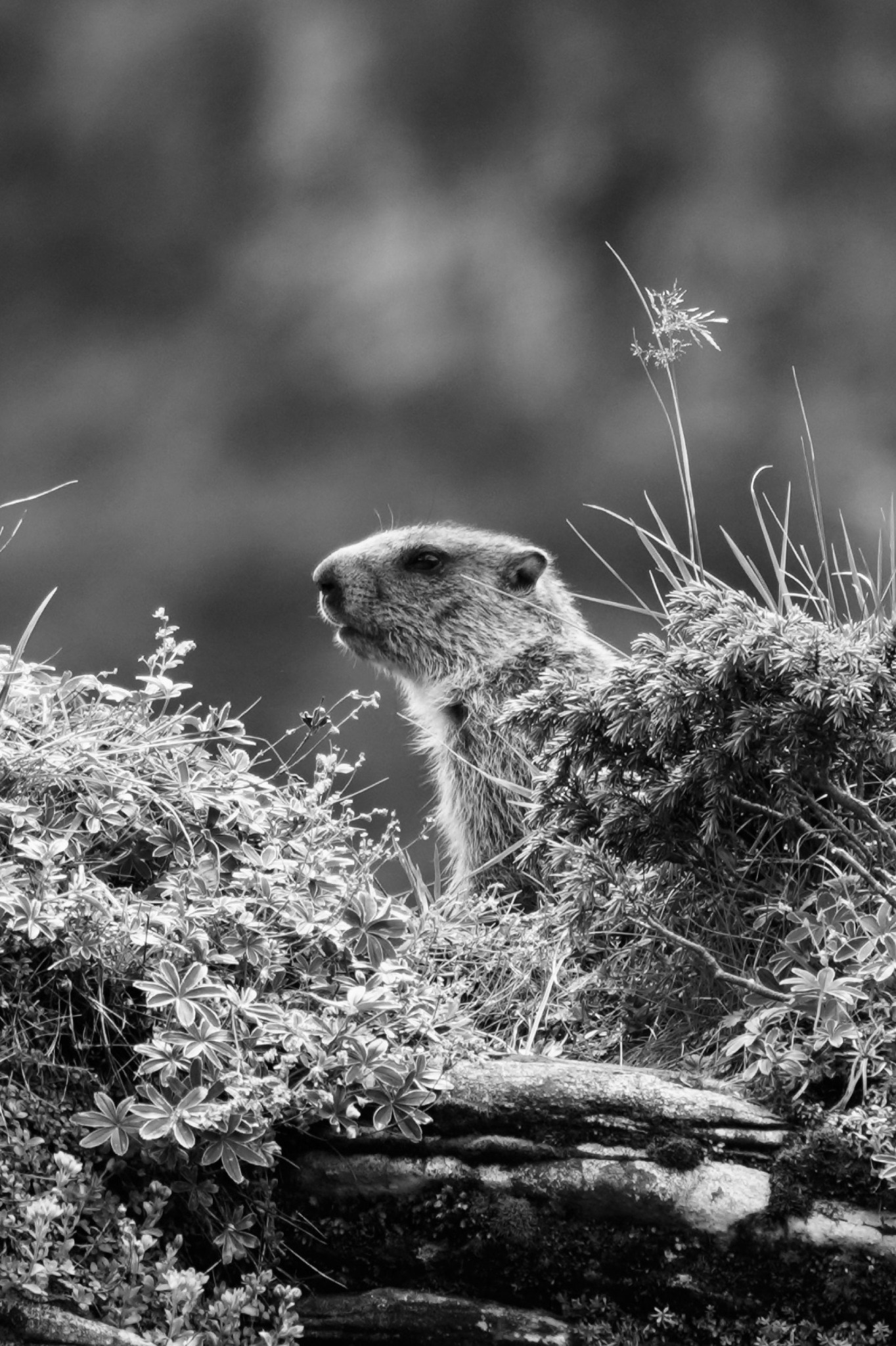 Marmot